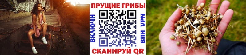 Галлюциногенные грибы мицелий  нарко площадка состав  Кохма  кракен вход 